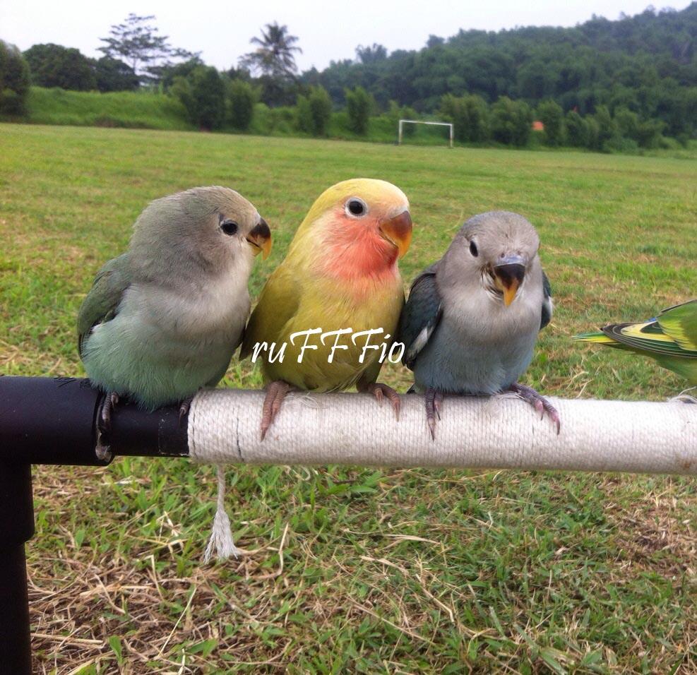 terjual 13 baby cockatiel falk kakatua mini parrot terjual 13 baby cockatiel falk kakatua mini parrot