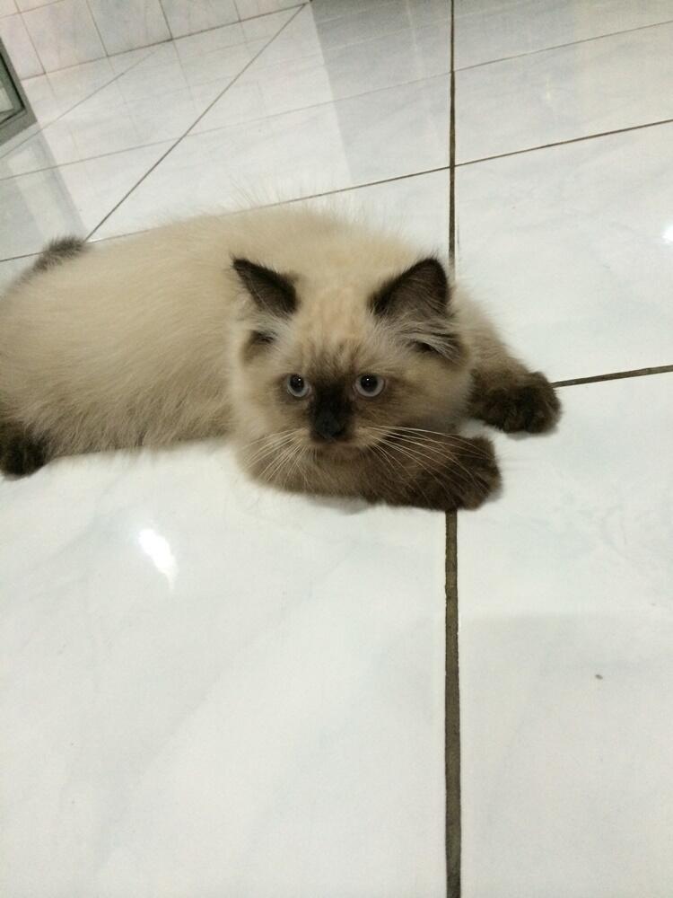 Ready to Adopt Kitten Himalayan | 3 bulan