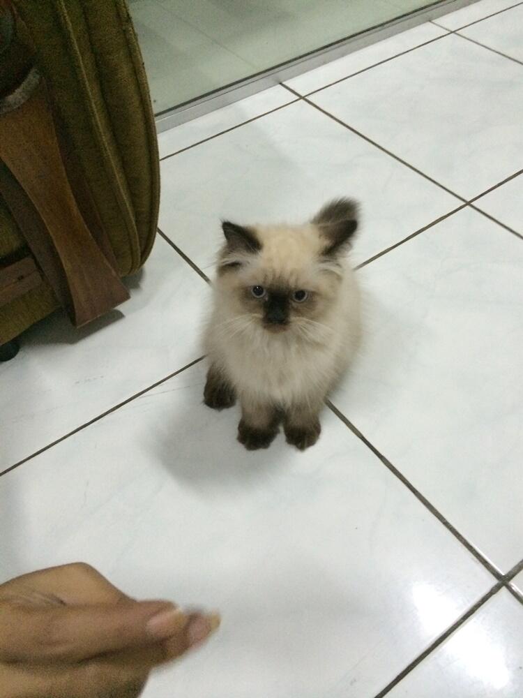 Ready to Adopt Kitten Himalayan | 3 bulan