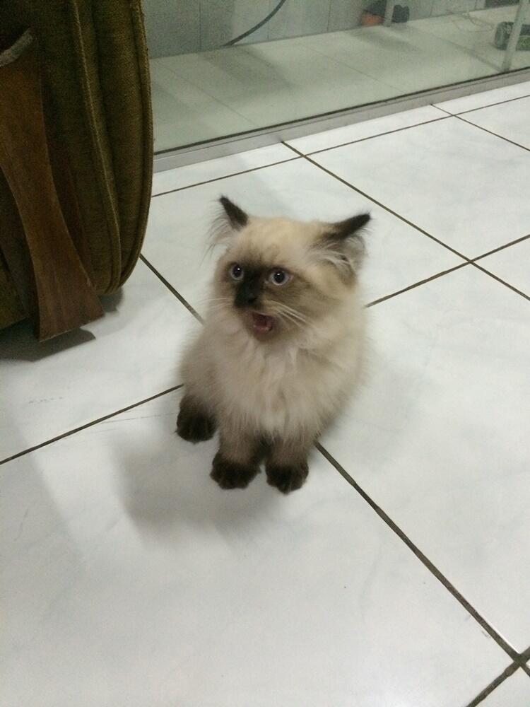 Ready to Adopt Kitten Himalayan | 3 bulan