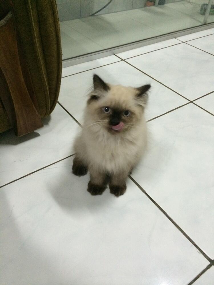 Ready to Adopt Kitten Himalayan | 3 bulan