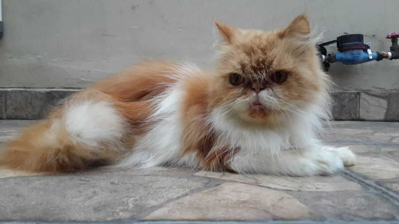 Terjual Jual Kucing Persia Dewasa Betina (Peaknose 