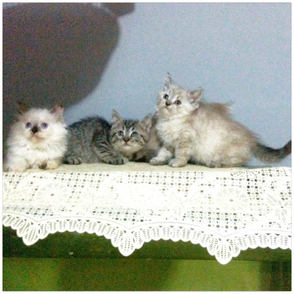 Kucing/kitten persia mix kucing bengal warna unik dan lucu (bandung)