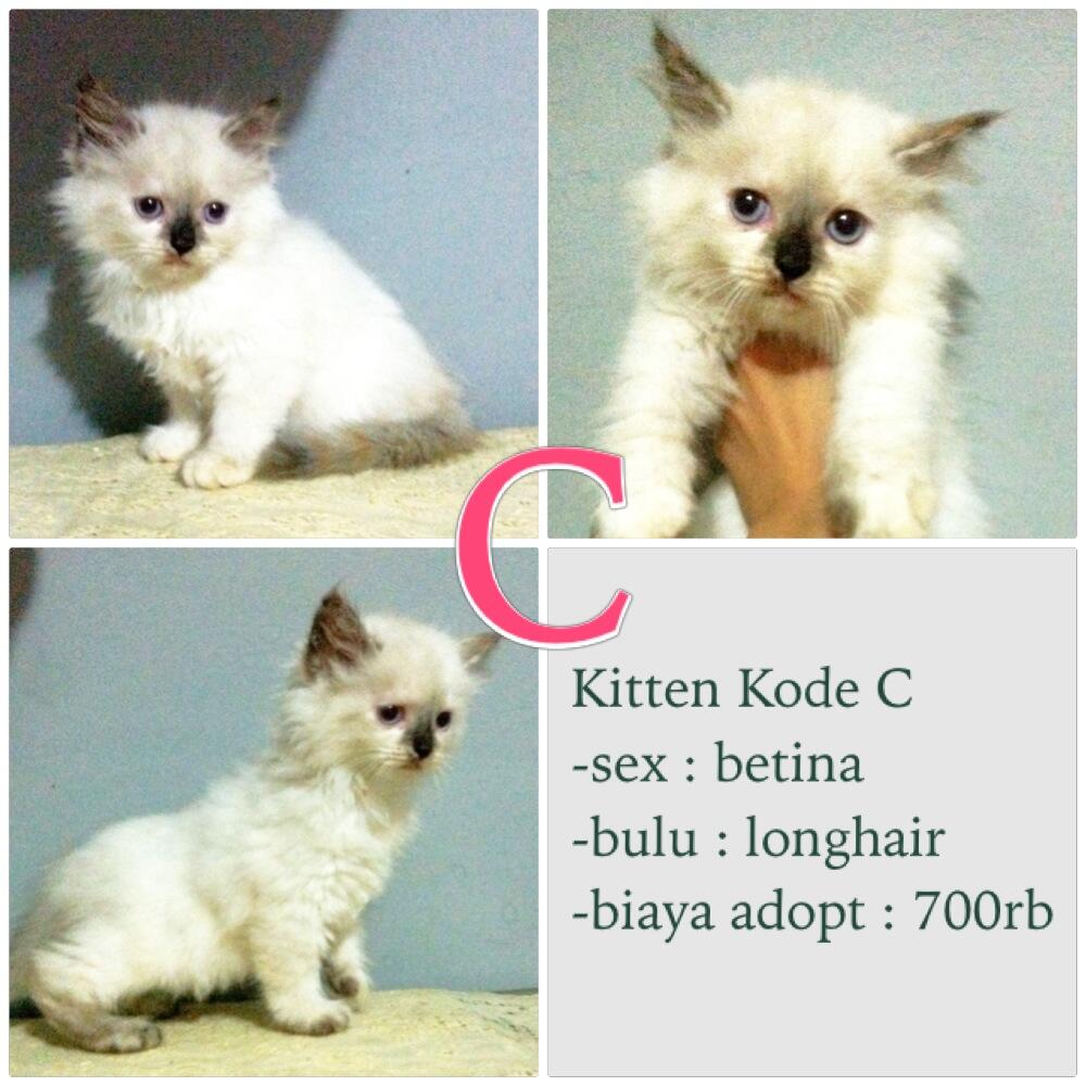 Kucing/kitten persia mix kucing bengal warna unik dan lucu (bandung)