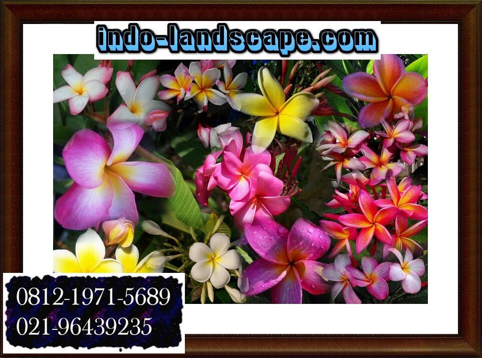 7 JENIS POHON KAMBOJA UNTUK TAMAN | JUAL POHON KAMBOJA | indo-landsacape