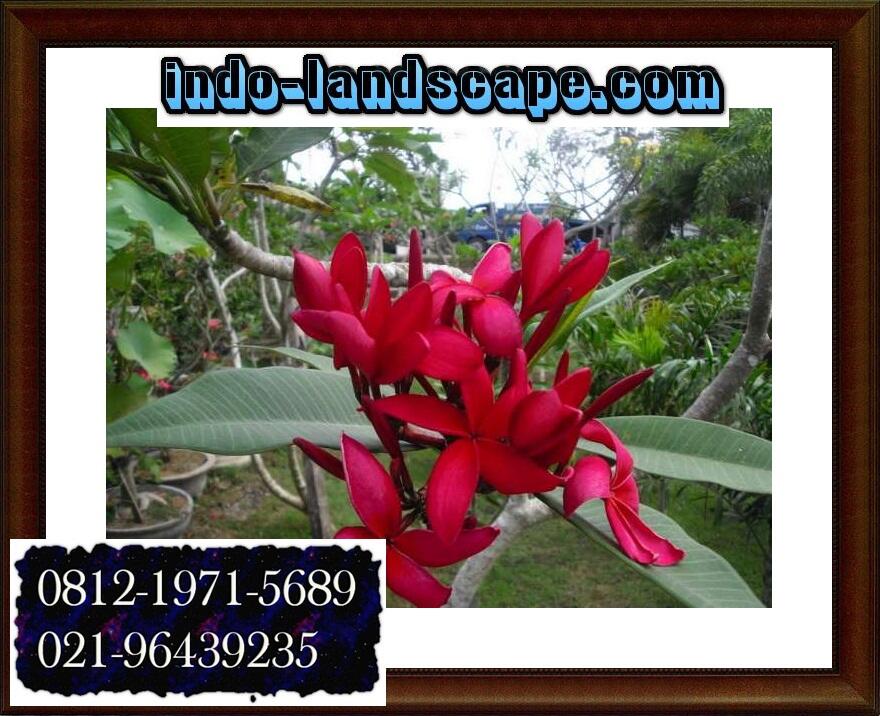 7 JENIS POHON KAMBOJA UNTUK TAMAN | JUAL POHON KAMBOJA | indo-landsacape