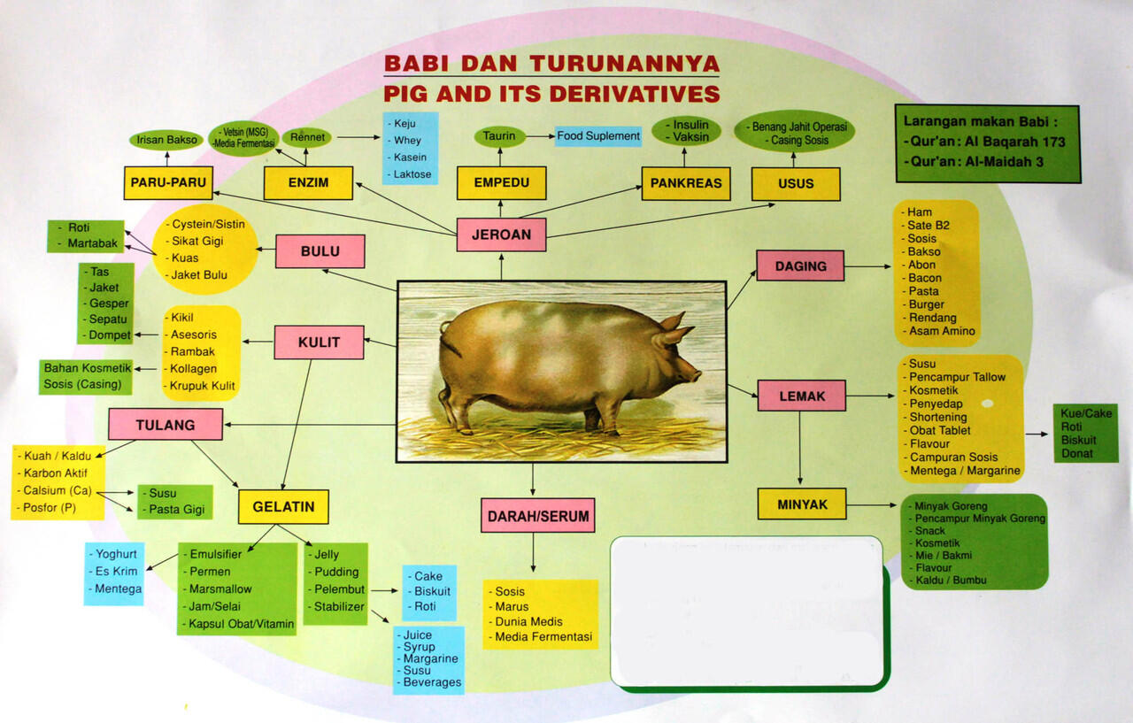 Kenali Istilah Lain Dari Babi