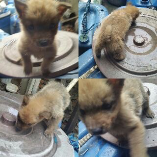 mau tanya tentang jenis anjing