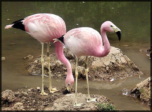 Fakta Menarik Tentang : Burung Flamingo