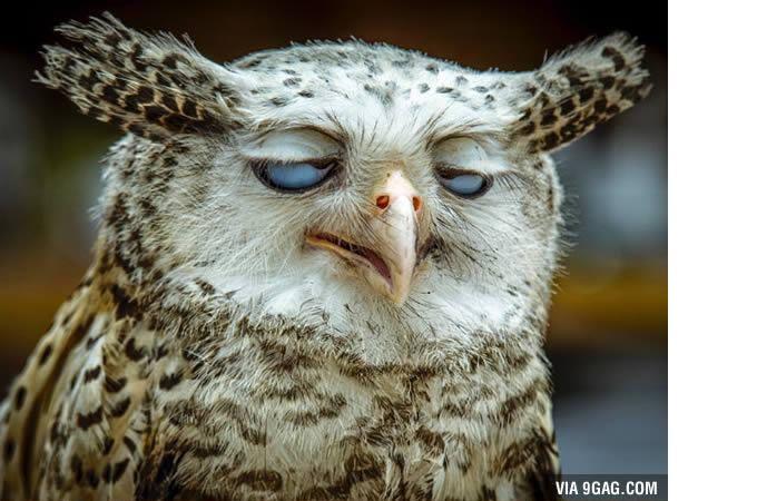 Foto-Foto Lucu dan Bikin Geli dari Seekor Owl 