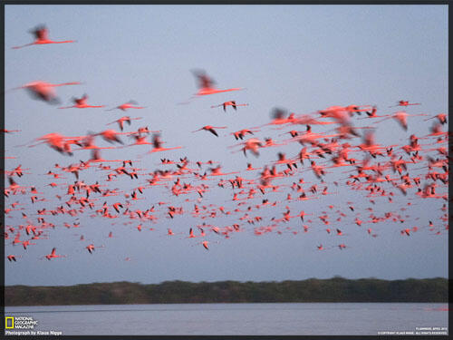 Fakta Menarik Tentang : Burung Flamingo