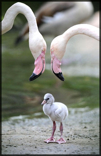 Fakta Menarik Tentang : Burung Flamingo