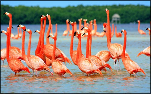 Fakta Menarik Tentang : Burung Flamingo