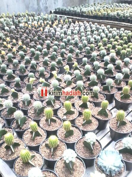 Terjual Kaktus Mini Murah MALANG Souvenir Hadiah 