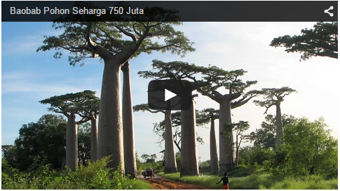 &quot;BAOBAB&quot; POHON RAKSASA YANG &quot;KONON&quot; SEHARGA 750 JUTA