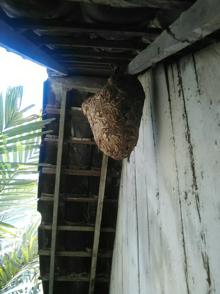 Sarang Tawon Jumbo di rumah mbah ane gan