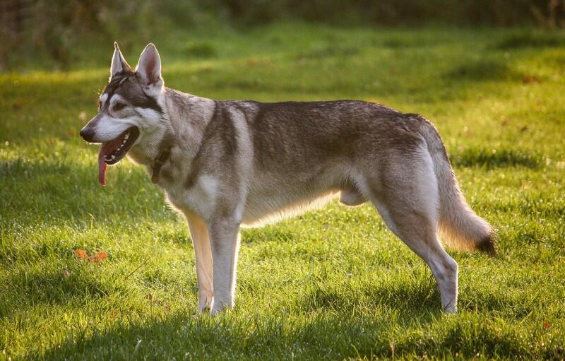 7 Jenis Anjing yang Mirip Serigala | KASKUS