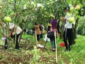 Pengaruh Apel yang Mendunia