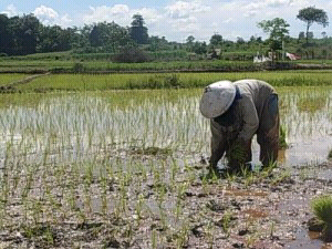Tentang Lumbung Pangan BELITANG
