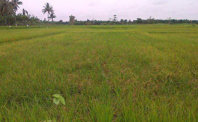 Tentang Lumbung Pangan BELITANG