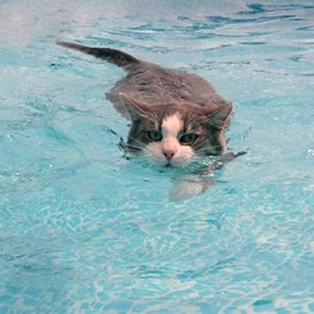 Berbeda Dengan Kucing Pada Umumnya: Kucing-Kucing Ini Justru Suka Bermain Air