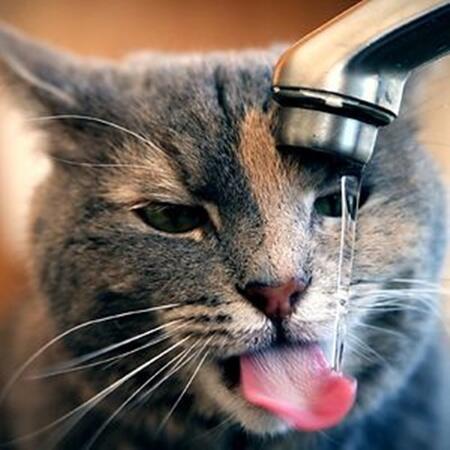 Berbeda Dengan Kucing Pada Umumnya: Kucing-Kucing Ini Justru Suka Bermain Air
