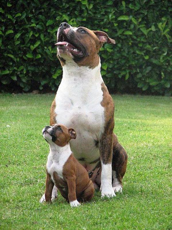LIKE FATHER, LIKE SON
