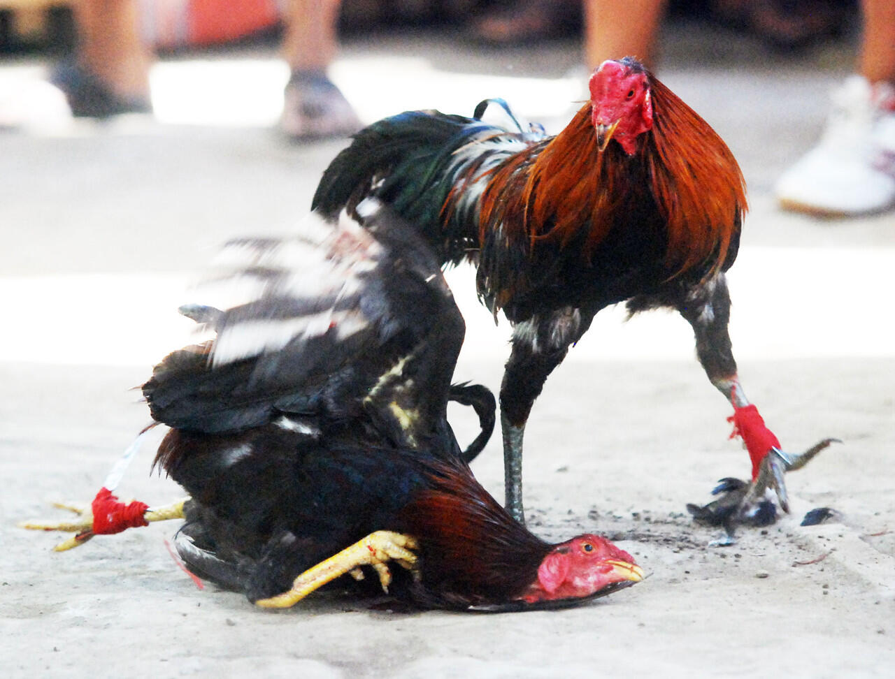 (Intermezzo gan) Ikut Sabung Ayam, Bahar Tewas Diterjang Ayam Sang Musuh