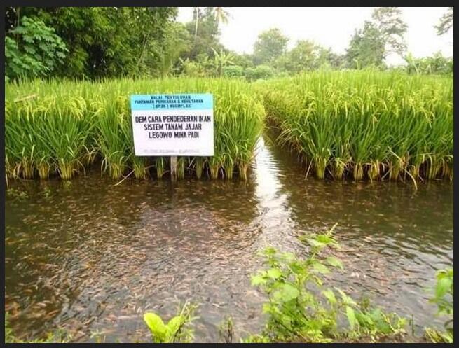 Foto Sawah yang penuh ikan di Jogja Bikin Heboh