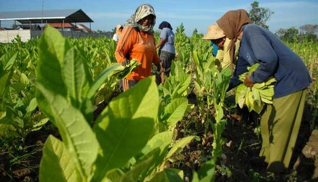 Kebiasaan Merokok yang bermanfaat Bagi ORANG LAIN