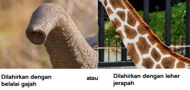 Agan Pasti Bingung Mau Pilih Yang mana