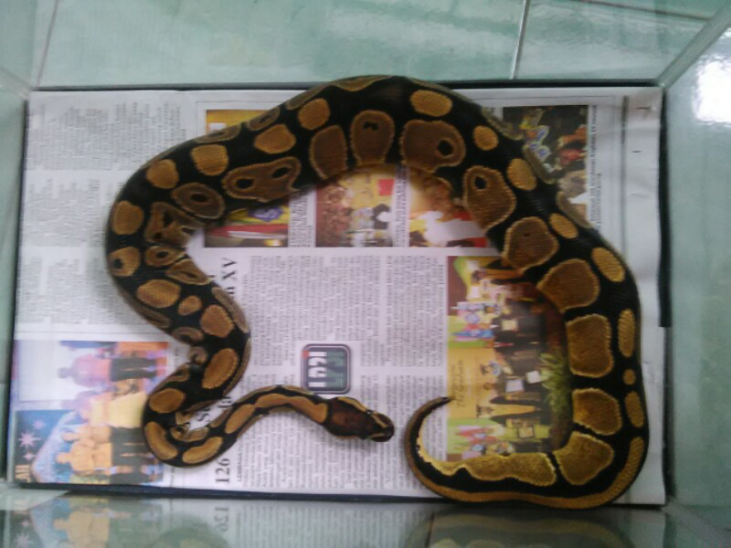 Ballpython/ Ball python normal