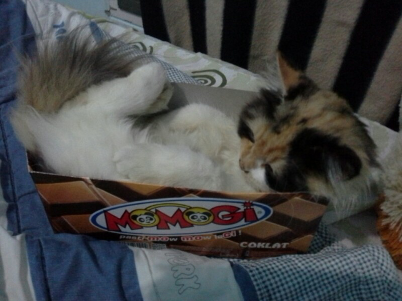 cara membuat penghangat tangan ( it's work)