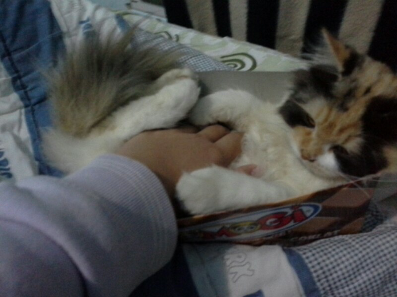 cara membuat penghangat tangan ( it's work)