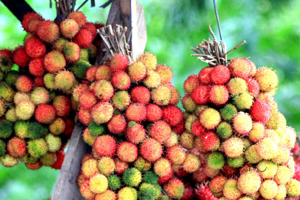 Lagi Musim Rabutan Gan, Mengenal Buah Rambutan Yuk!