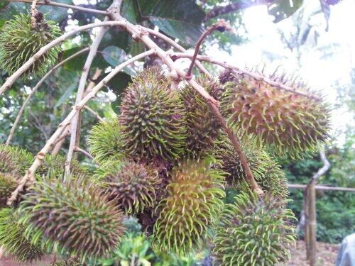 Lagi Musim Rabutan Gan, Mengenal Buah Rambutan Yuk!