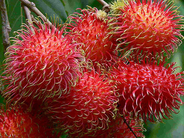 Lagi Musim Rabutan Gan, Mengenal Buah Rambutan Yuk!