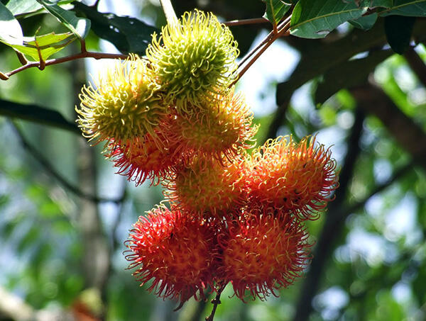 Lagi Musim Rabutan Gan, Mengenal Buah Rambutan Yuk!