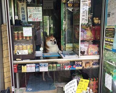 Yuk Mampir ke Toko yang Dilayani oleh Anjing Shiba Inu di Tokyo!