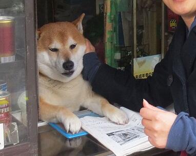 Yuk Mampir ke Toko yang Dilayani oleh Anjing Shiba Inu di Tokyo!