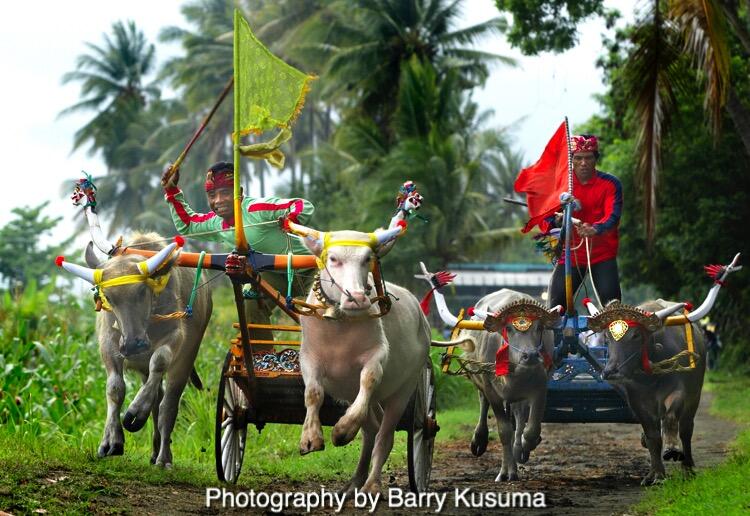 Makepung Tradisi Adu Balap Kerbau di Jembrana Bali.