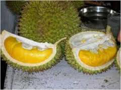 Hore Musim Duren sebentar lagi!! duren holic masuk sini!!