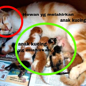 HEBOH!! Hewan ini melahirkan kucing