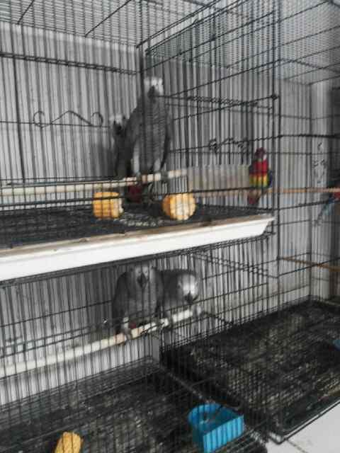 G 14 NTO Farm importir burung paruh bengkok dan kicau