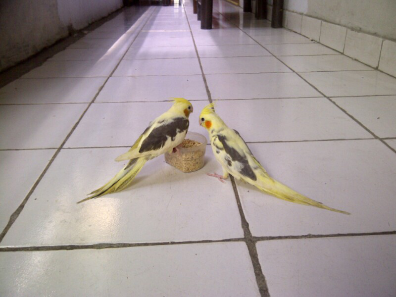 Cockatiel falk parkit ostrali jinak poll sudah mandiri jakpus