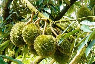Hore Musim Duren sebentar lagi!! duren holic masuk sini!!