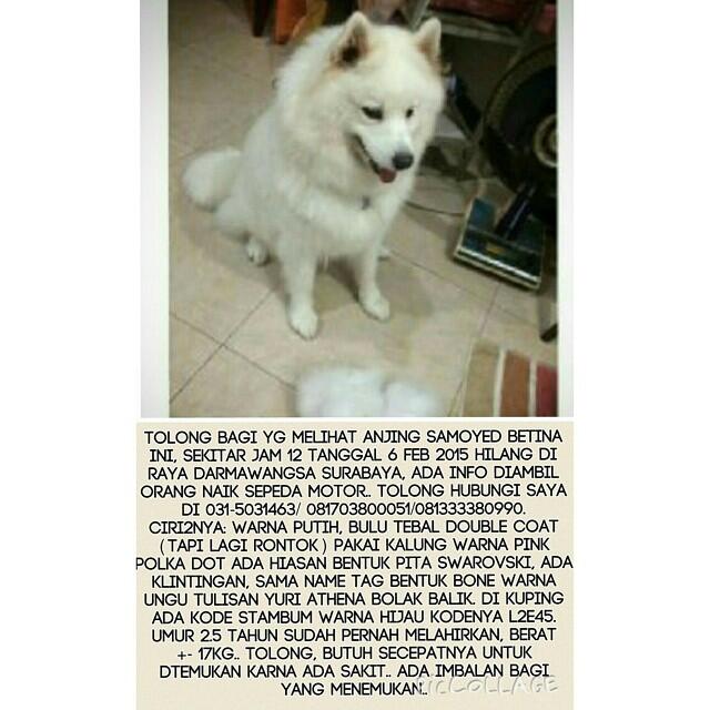 kehilangan anjing samoyed