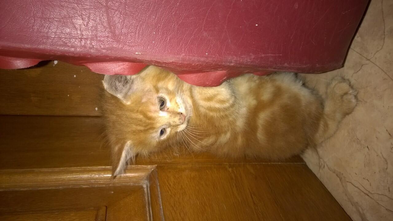 kitten. . . kucing. . . mix mainecoon. . . pure mainecoon np. . surabaya. . .