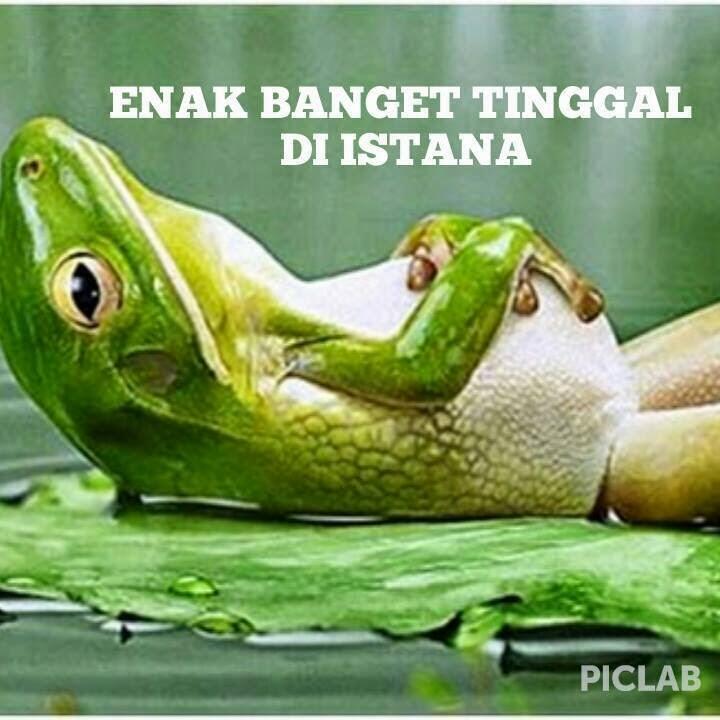 SONG : “SANG KODOK EH EH EH SANG KODOK."