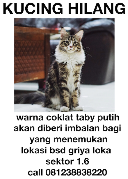 LOST MAINECOON WHITE BROWN TABY bsd TANGERANG SERPONG
